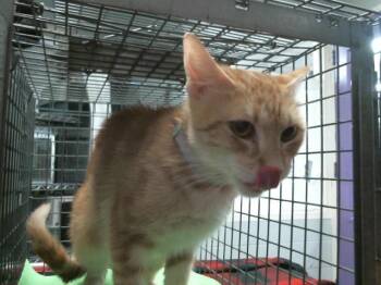 FRAN -  Domestic Short Hair Cat for Adoption in Houston, Texas - FRAN | PetCurious