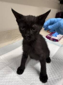 OTHELLO -  Domestic Short Hair Cat for Adoption in Baytown, Texas - OTHELLO | PetCurious