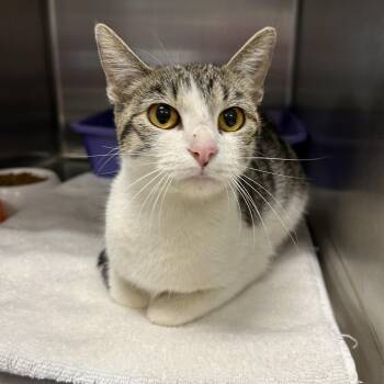 Domestic Short Hair Cats Available for Adoption in La Grange Park, Illinois - Margarita | PetCurious