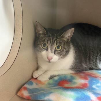 Sugarbabe -  Domestic Short Hair Cat for Adoption in Louisville, Kentucky - Sugarbabe | PetCurious