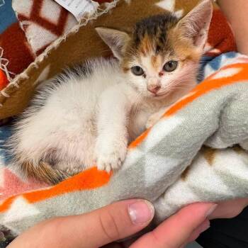 Coco -  Domestic Short Hair Cat for Adoption in Elberon, Virginia - Coco | PetCurious