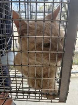 Domestic Short Hair Cats Available for Adoption in Lafayette, Indiana - Ghost (T5) | PetCurious