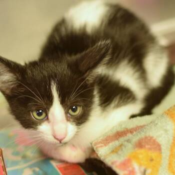 Cynthia -  Domestic Short Hair Cat for Adoption in Belleville, Illinois - Cynthia | PetCurious