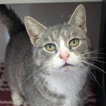 Domestic Short Hair Cats Available for Adoption - Isabel | PetCurious