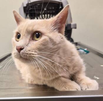 Domestic Short Hair Cats Available for Adoption in Christiansburg, Virginia - Azlan Garfield | PetCurious