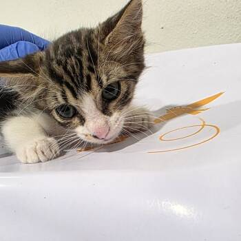 Rescue Domestic Short Hair Cats for Adoption in Tampa, Florida - Mallow | PetCurious