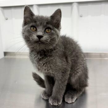 Indy -  Domestic Short Hair Cat for Adoption in Richmond, Missouri - Indy | PetCurious