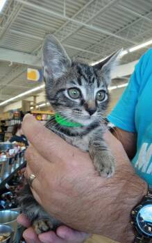Rescue Tabby Cats for Adoption in Tavares, Florida - Checkers | PetCurious