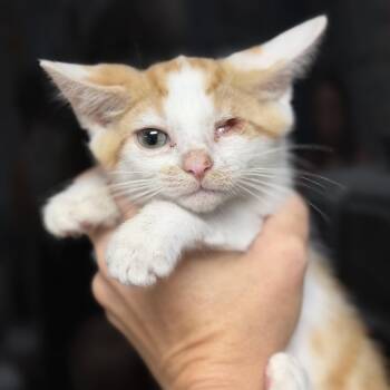 Tangerine -  Domestic Short Hair Cat for Adoption in Columbia, South Carolina - Tangerine | PetCurious