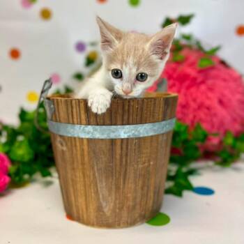 Arcee-C -  Domestic Short Hair Cat for Adoption in East St. Louis, Illinois - Arcee-C | PetCurious