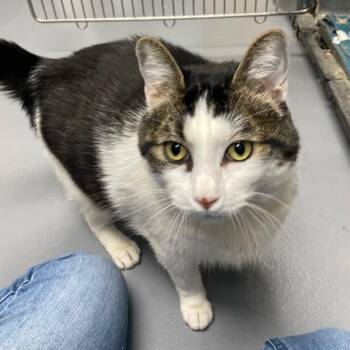 Braylin -  Domestic Short Hair Cat for Adoption in Roanoke, Virginia - Braylin | PetCurious