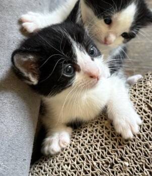 Nugget -  Domestic Short Hair Cat for Adoption in Hardeeville, South Carolina - Nugget | PetCurious