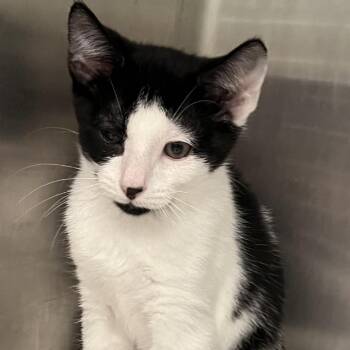Cowboy -  Domestic Short Hair Cat for Adoption in Calverton, New York - Cowboy | PetCurious