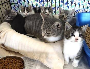 Rhiannon -  Domestic Medium Hair Cat for Adoption in Albemarle, North Carolina - Rhiannon | PetCurious