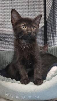 Rescue American Shorthair Cats for Adoption in Charleston, South Carolina - Mitten | PetCurious