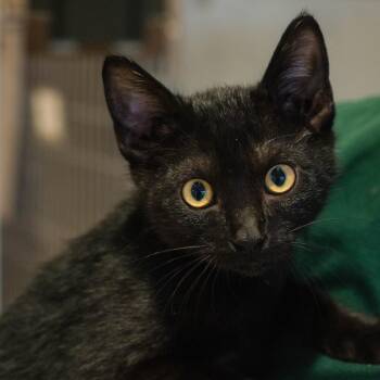 Yin -  Domestic Short Hair Cat for Adoption in Houston, Texas - Yin | PetCurious