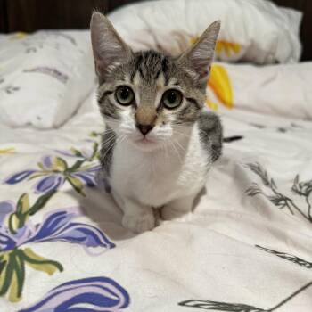 Hailey & Harper BONDED LOCATED IN NE WITH FOSTER -  Domestic Short Hair Cat for Adoption in Boca Raton, Florida - Hailey & Harper BONDED LOCATED IN NE WITH FOSTER | PetCurious