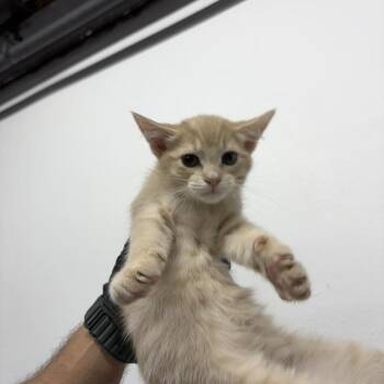 Webster -  Domestic Short Hair Cat for Adoption in New York, New York - Webster | PetCurious