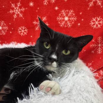 Schnapps -  Domestic Short Hair Cat for Adoption in Riverwoods, Illinois - Schnapps | PetCurious