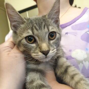 Dallas -  Domestic Short Hair Cat for Adoption in West Orange, New Jersey - Dallas | PetCurious