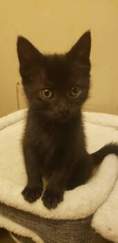 Rescue Domestic Short Hair Cats for Adoption in Seven Valleys, Pennsylvania - Luna | PetCurious