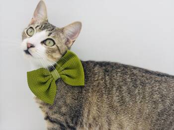 Ponder -  Domestic Short Hair Cat for Adoption in Lucedale, Mississippi - Ponder | PetCurious