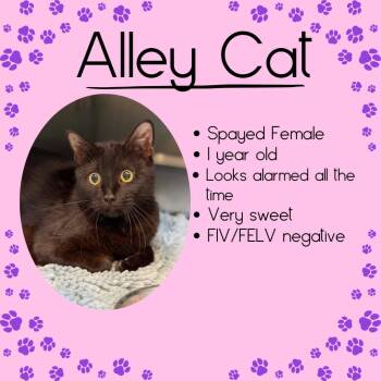Alleycat -  Domestic Short Hair Cat Available for Adoption in Junction City, Kansas - Alleycat | PetCurious
