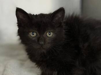Inchworm -  Domestic Medium Hair Cat for Adoption in Portland, Oregon - Inchworm | PetCurious