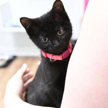 Endive -  Domestic Short Hair Cat for Adoption in Evanston, Illinois - Endive | PetCurious