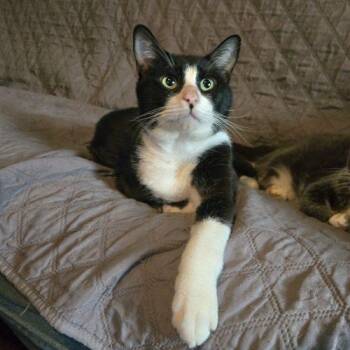 Pogo -  Tuxedo and Domestic Short Hair Cat for Adoption in Knoxville, Tennessee - Pogo | PetCurious