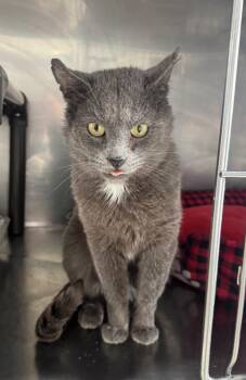 Chad IL -  Domestic Short Hair Cat for Adoption in Fort Lupton, Colorado - Chad IL | PetCurious