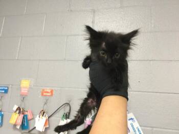 A1919701 -  Domestic Short Hair Cat for Adoption in Thousand Palms, California - A1919701 | PetCurious