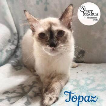 Topaz -  Manx and Siamese Cat for Adoption in Washington, Pennsylvania - Topaz | PetCurious