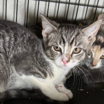 Aristaeus -  Domestic Short Hair Cat for Adoption in Saginaw, Michigan - Aristaeus | PetCurious