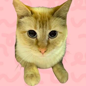 Mordor -  Domestic Short Hair Cat for Adoption in Reno, Nevada - Mordor | PetCurious