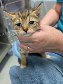 Sonata - At shelter -  Domestic Short Hair Cat for Adoption in Rustburg, Virginia - Sonata - At Shelter | PetCurious
