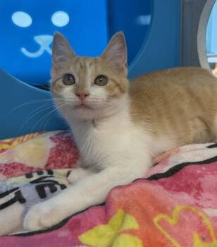 PINK FLAMINGO -  Domestic Short Hair Cat for Adoption in Leesburg, Virginia - PINK FLAMINGO | PetCurious