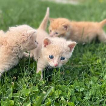 Domestic Short Hair Cats Available for Adoption in Jasper, Indiana - Tommy Pickles | PetCurious