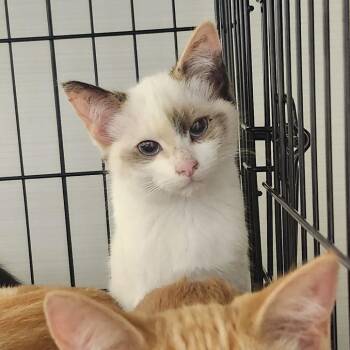 Mishmash -  Domestic Short Hair Cat for Adoption - Mishmash | PetCurious