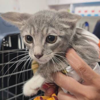 Bumper -  Domestic Short Hair Cat for Adoption in Newark, New Jersey - Bumper | PetCurious