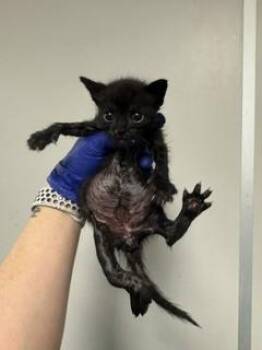 Domestic Short Hair Cats Available for Adoption in Doral, Florida - JOE | PetCurious