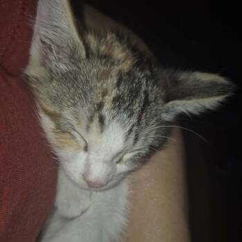 Bug -  Domestic Short Hair Cat for Adoption in Buffalo, Minnesota - Bug | PetCurious
