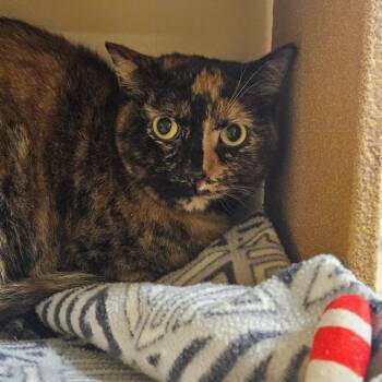 Domestic Short Hair Cats Available for Adoption - Dulce | PetCurious