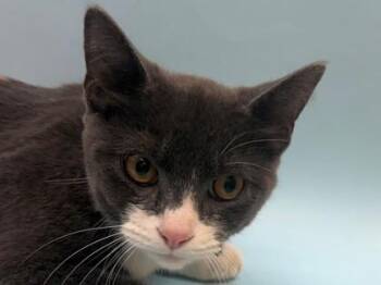 Kneehigh -  Domestic Short Hair Cat for Adoption in Woodbury, Minnesota - Kneehigh | PetCurious