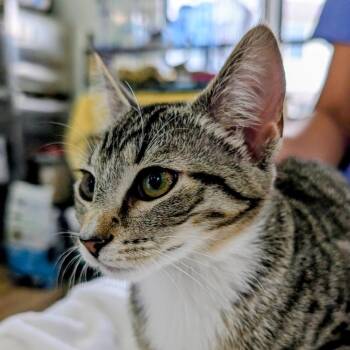 Skittles -  Domestic Short Hair Cat for Adoption in Chapel Hill, North Carolina - Skittles | PetCurious