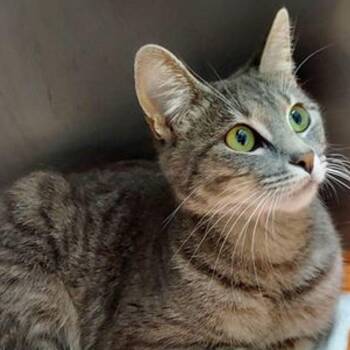 Luna -  Domestic Short Hair Cat for Adoption in Lake Havasu City, Arizona - Luna | PetCurious