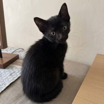 Remy -  Domestic Short Hair Cat for Adoption in Allen, Texas - Remy | PetCurious