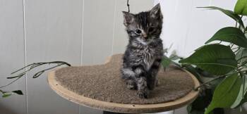 Podo -  Domestic Short Hair Cat for Adoption in Great Falls, Montana - Podo | PetCurious