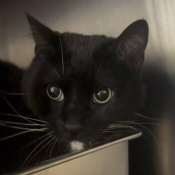 Domestic Short Hair Cats Available for Adoption in Independence, Kansas - George | PetCurious
