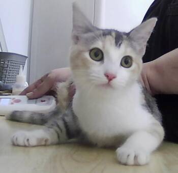 Apricot -  Domestic Short Hair Cat for Adoption in Dayton, Minnesota - Apricot | PetCurious